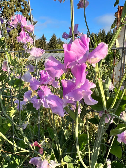 A lavender sweet pea Karen Louise growing in the garden up a trellis