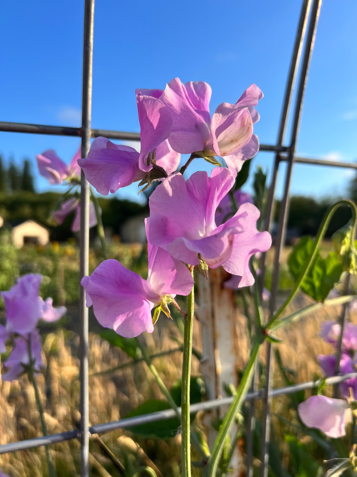 Sweet Pea  - Karen Louise