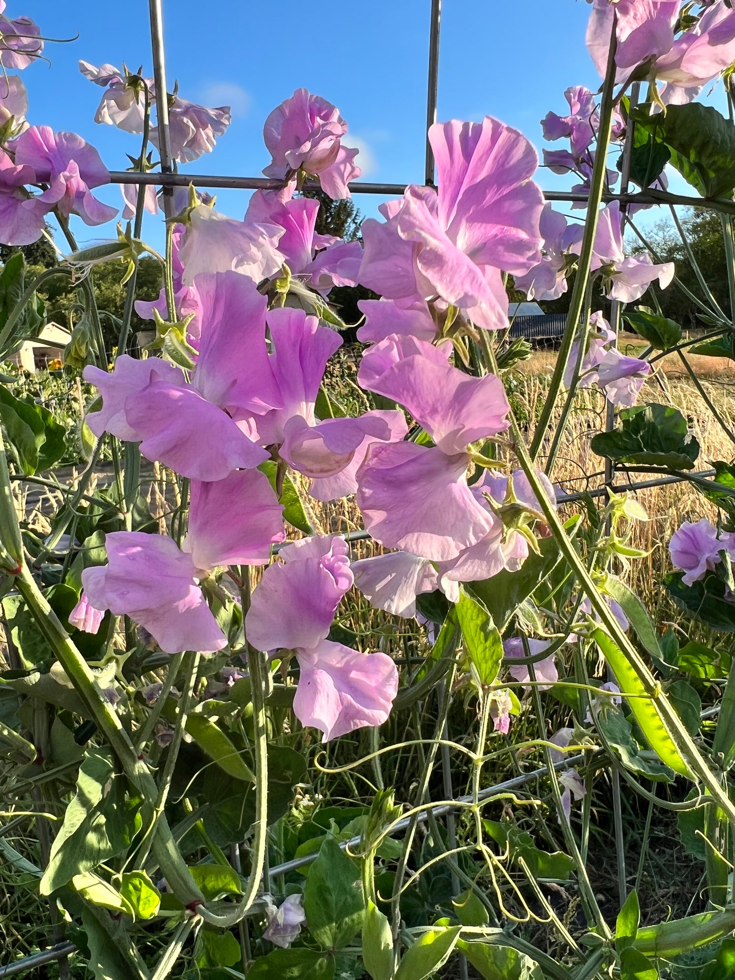 Sweet Pea  - Karen Louise
