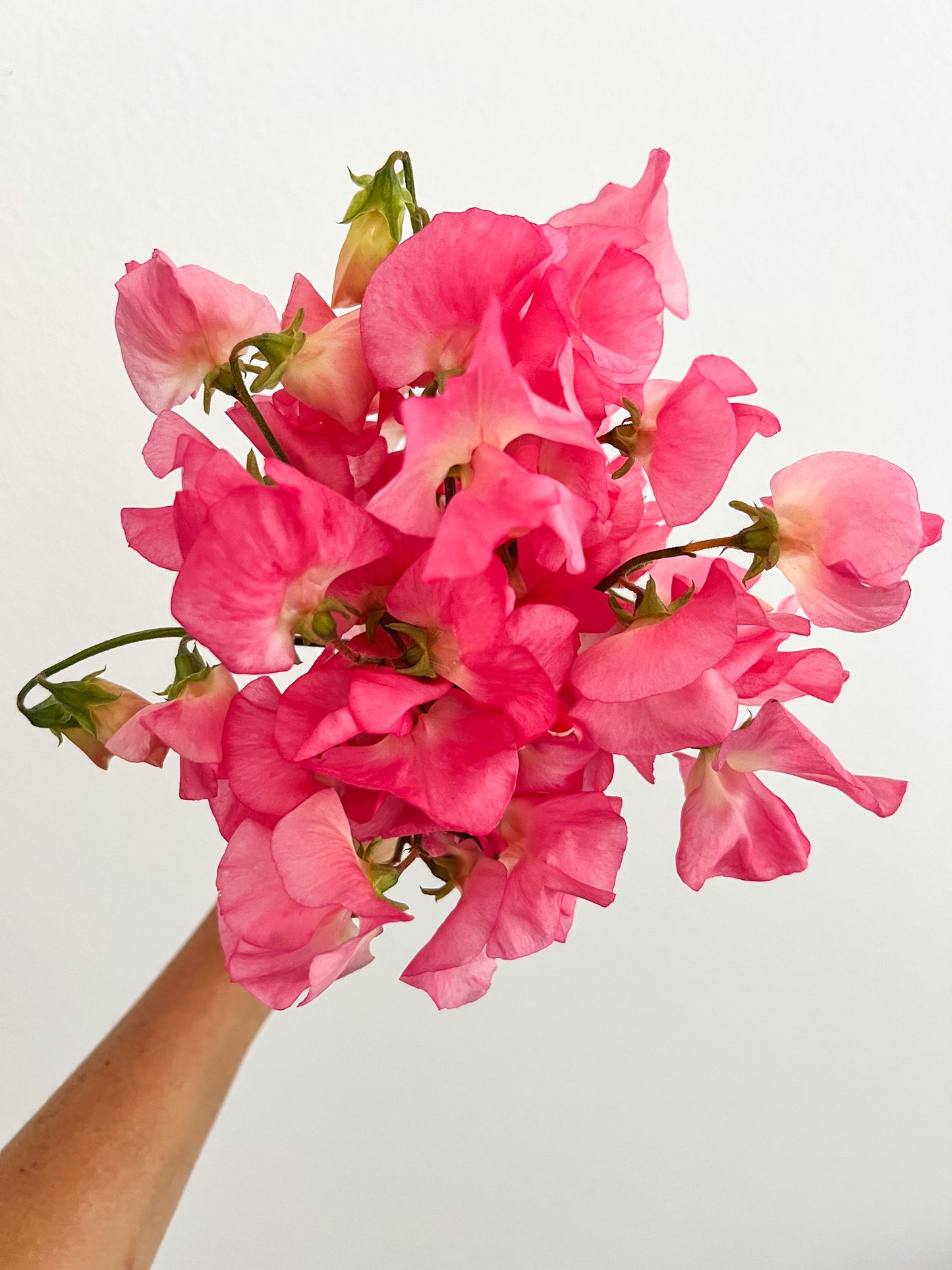 Sweet Pea 'Mammoth Salmon Cream'