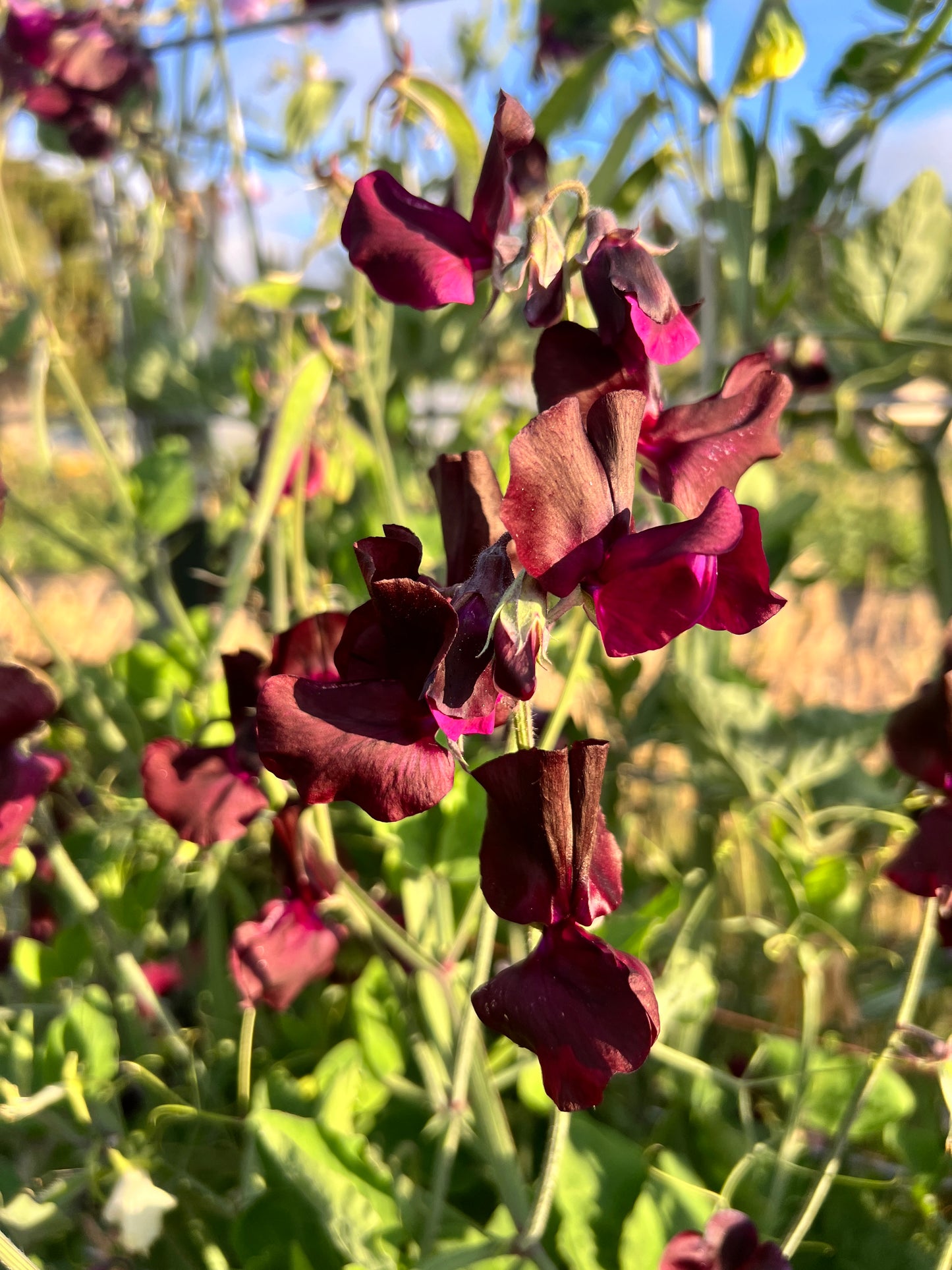 Sweet Pea 'Spring Sunshine Burgundy'