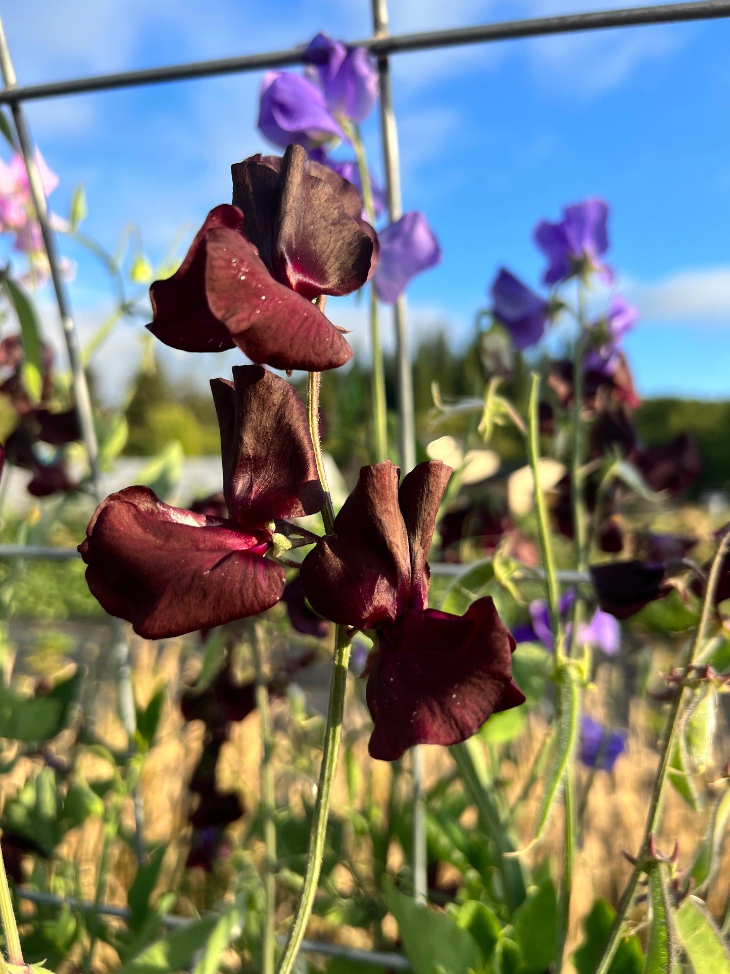 Sweet Pea 'Spring Sunshine Burgundy'