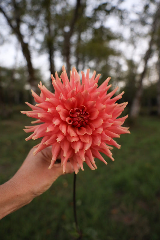 Terracotta Dahlia