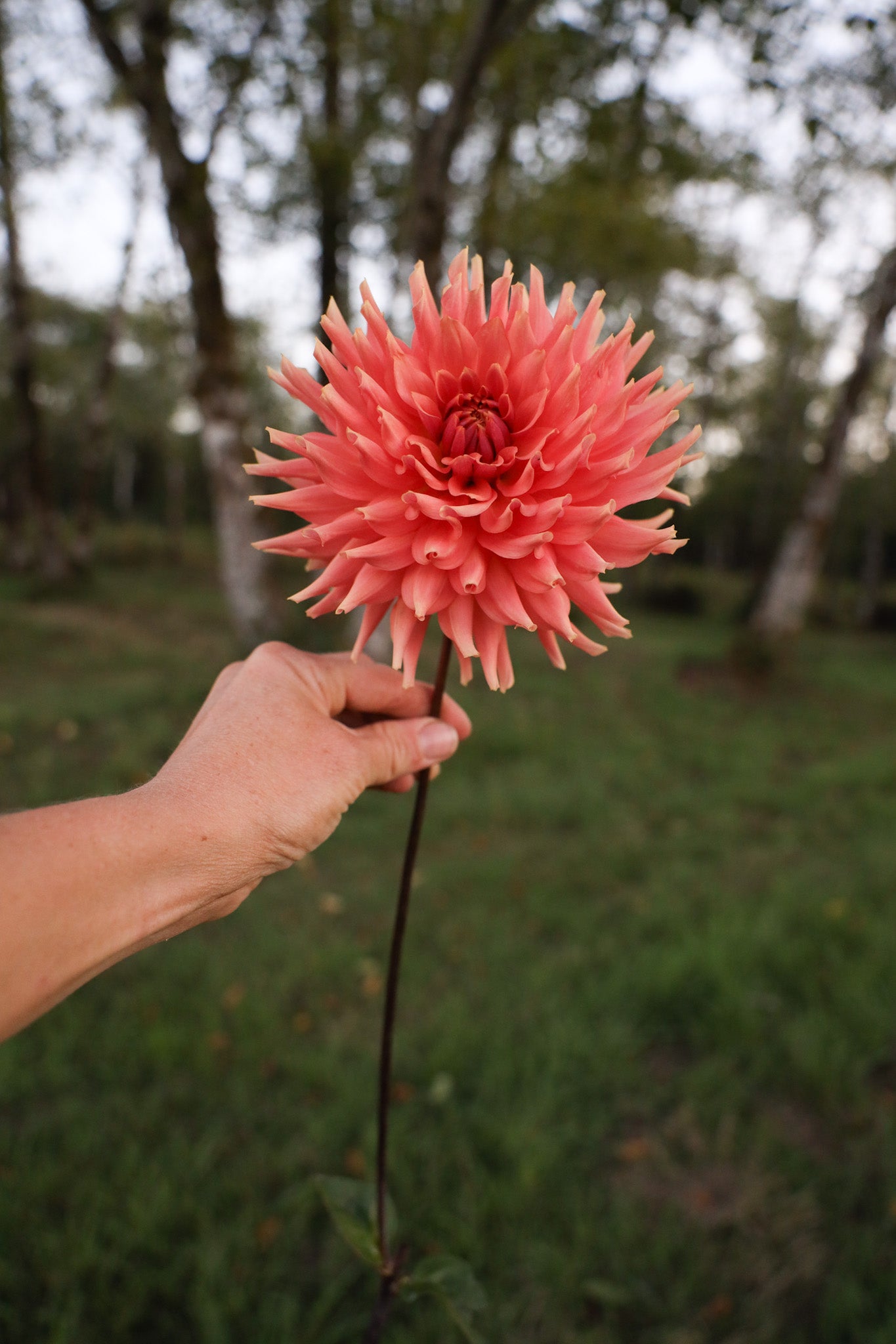 Terracotta Dahlia