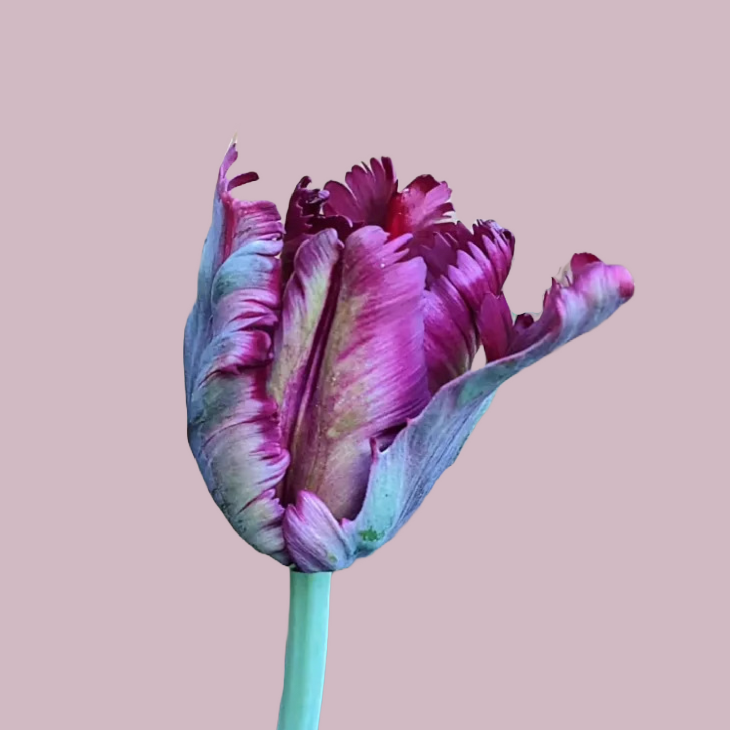 Black Parrot Tulip - 10 Bulbs (Ships in October)