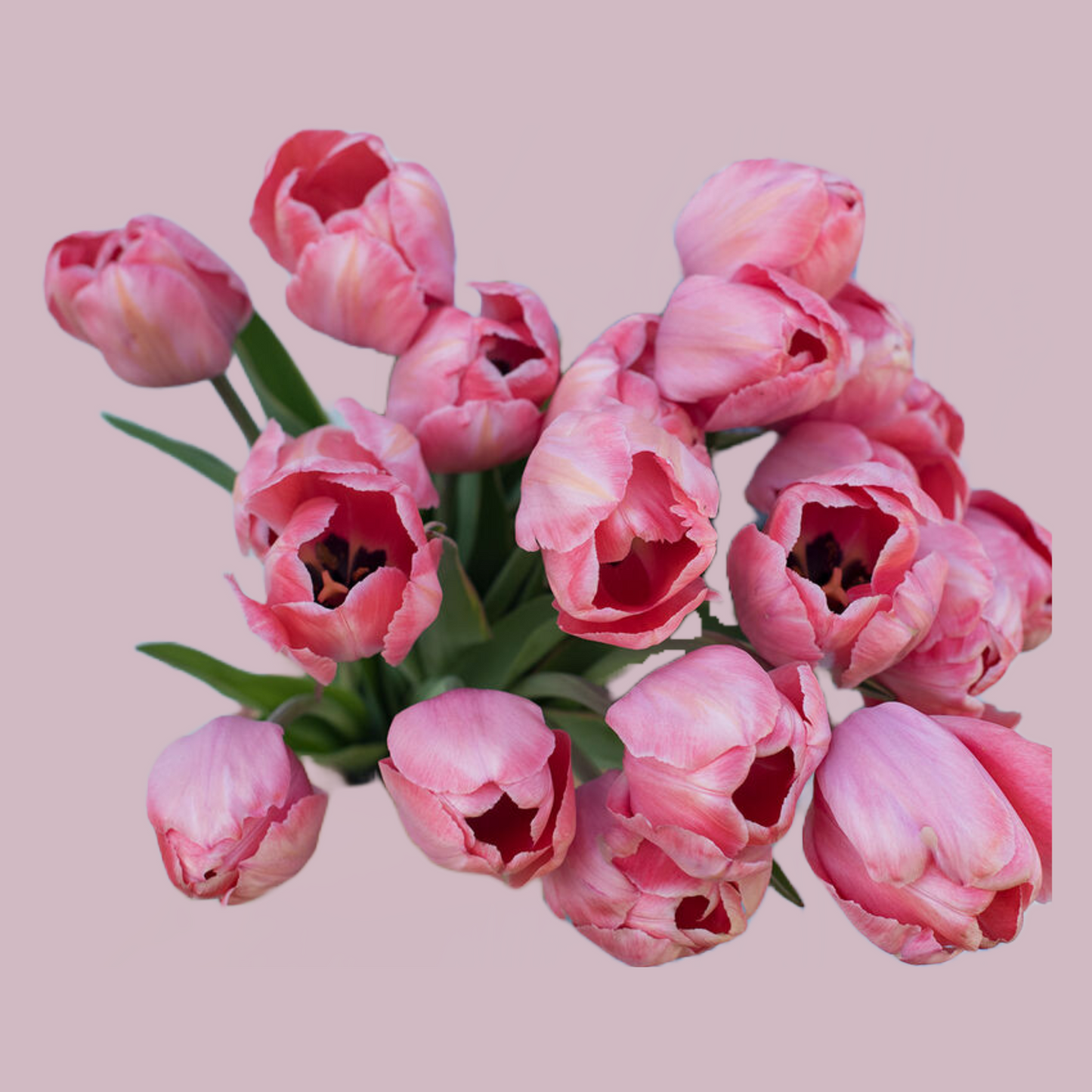 Tulip Design Impression - 10 Bulbs (Ships in October)