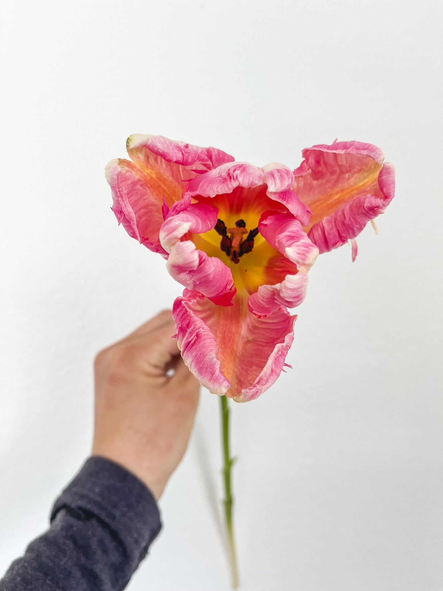 Tulip Parrot Pink Vision - 10 Bulbs (Ships in October)