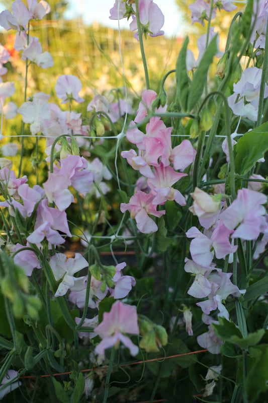 Sweet Pea 'Winter Sunshine Opal'