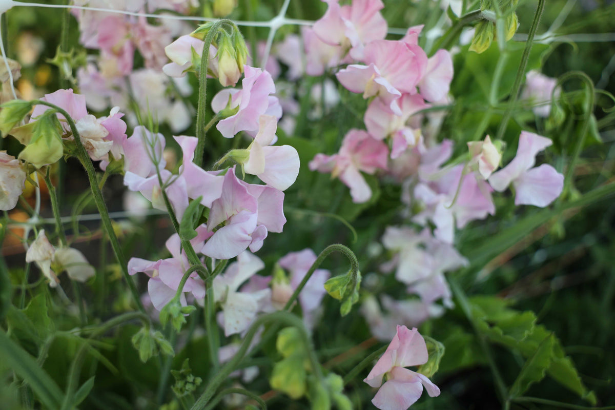 Sweet Pea 'Winter Sunshine Opal'