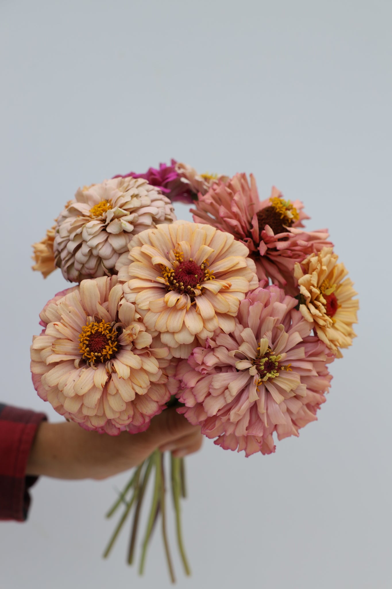 pastel flower seeds Zinnia 'Pastel Mix' – Flower People