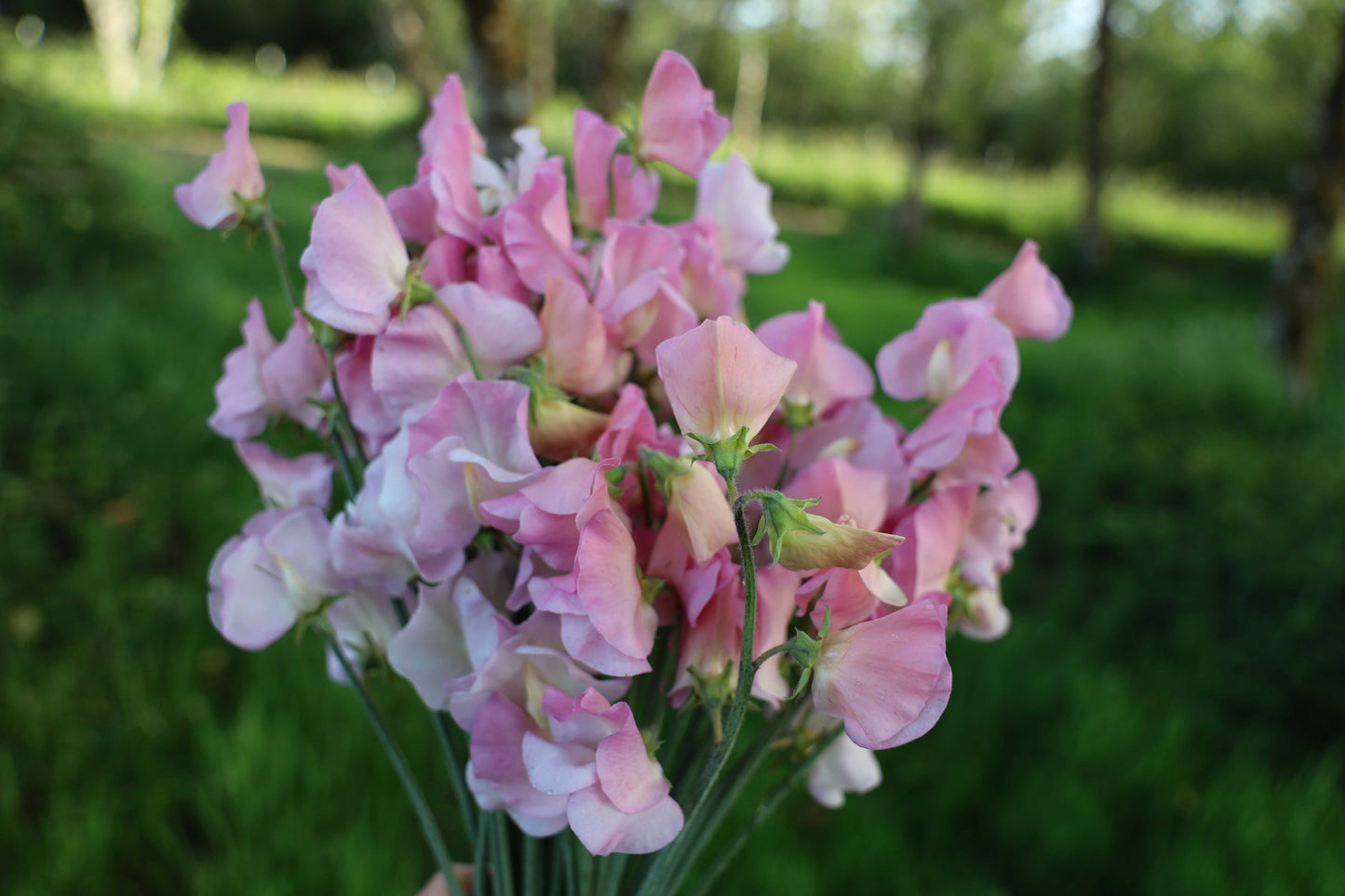 Sweet Pea 'Alisa'