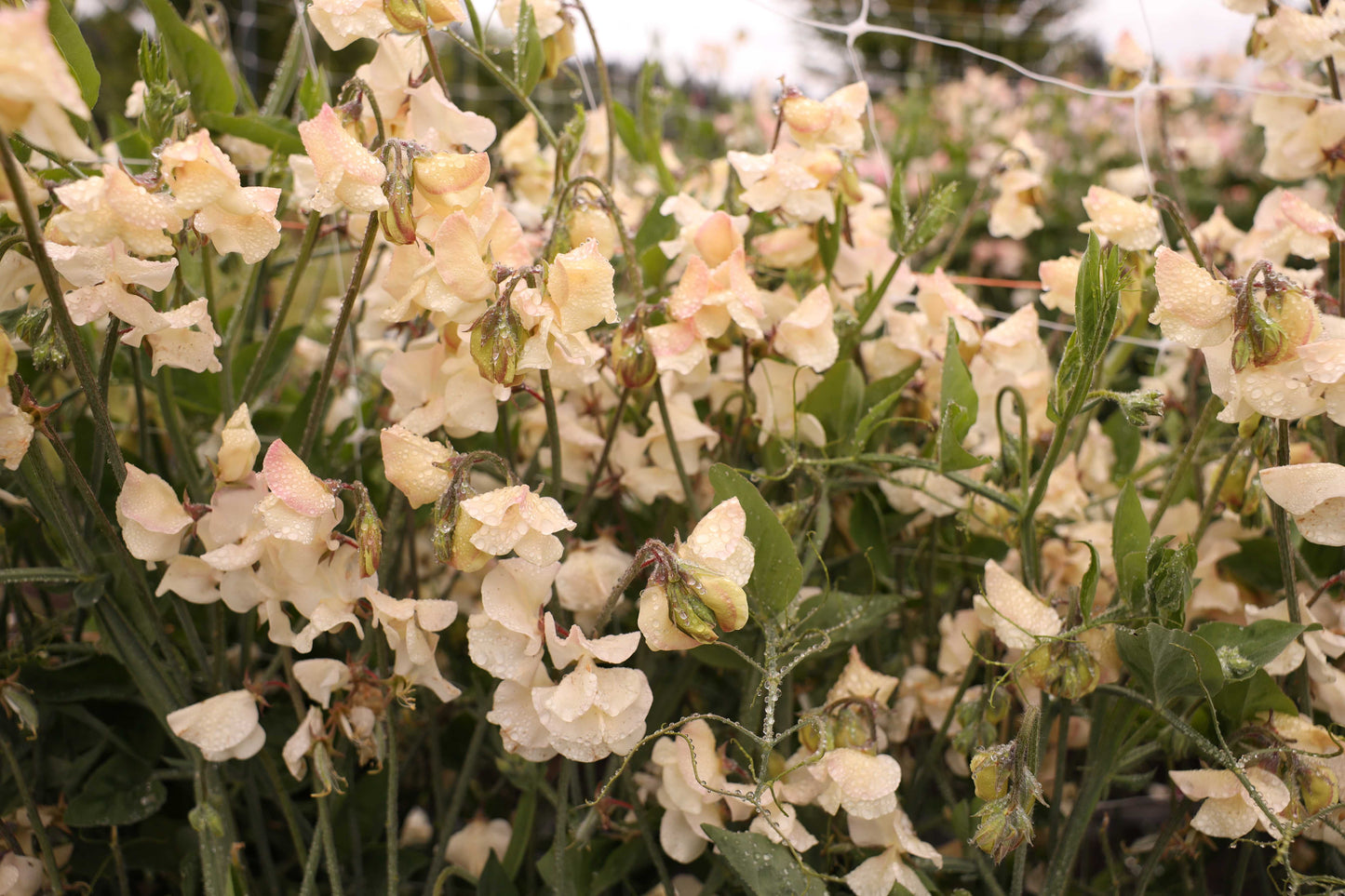 Sweet Pea 'Bix'