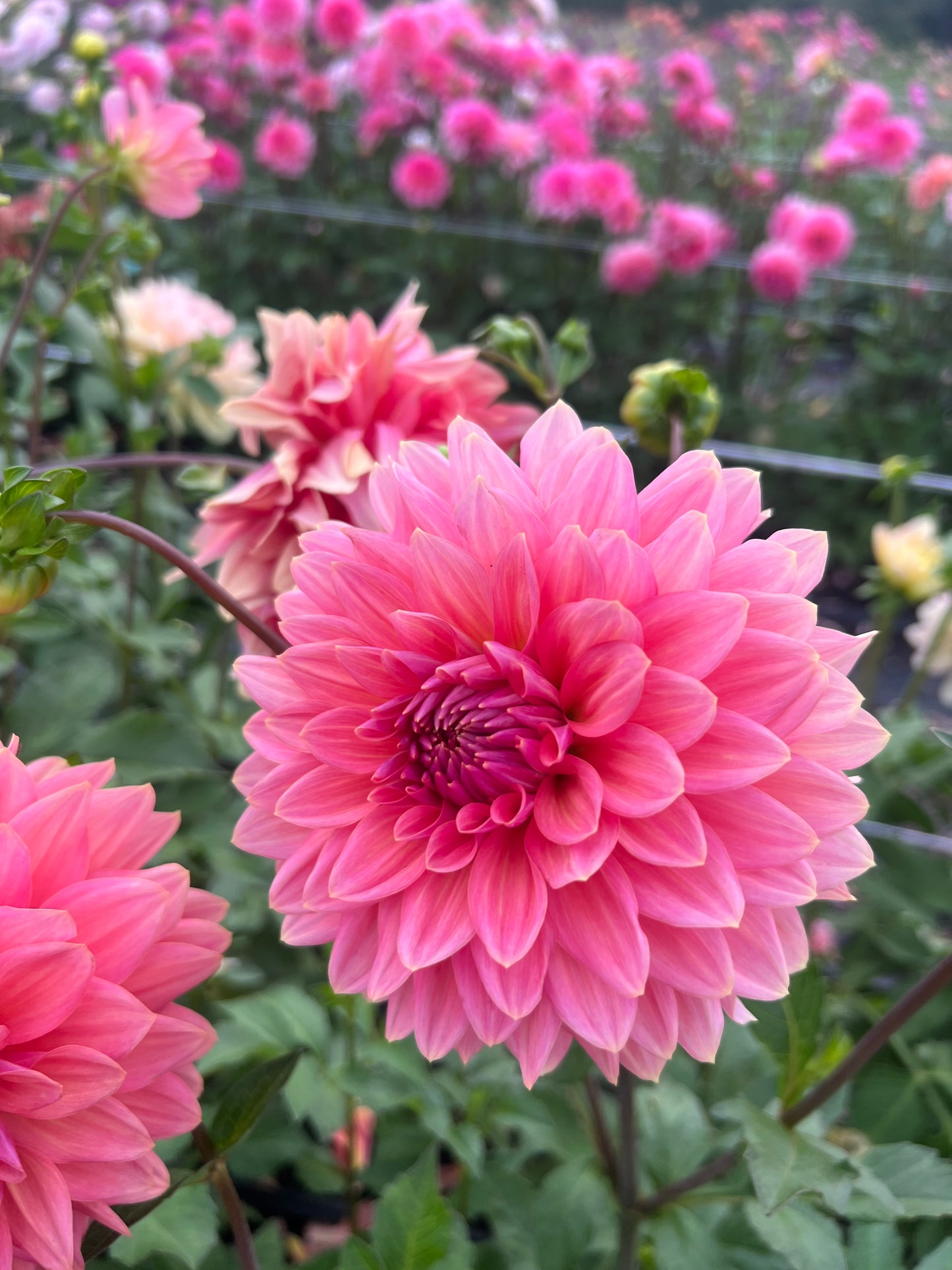 Coral Mystery Dahlia