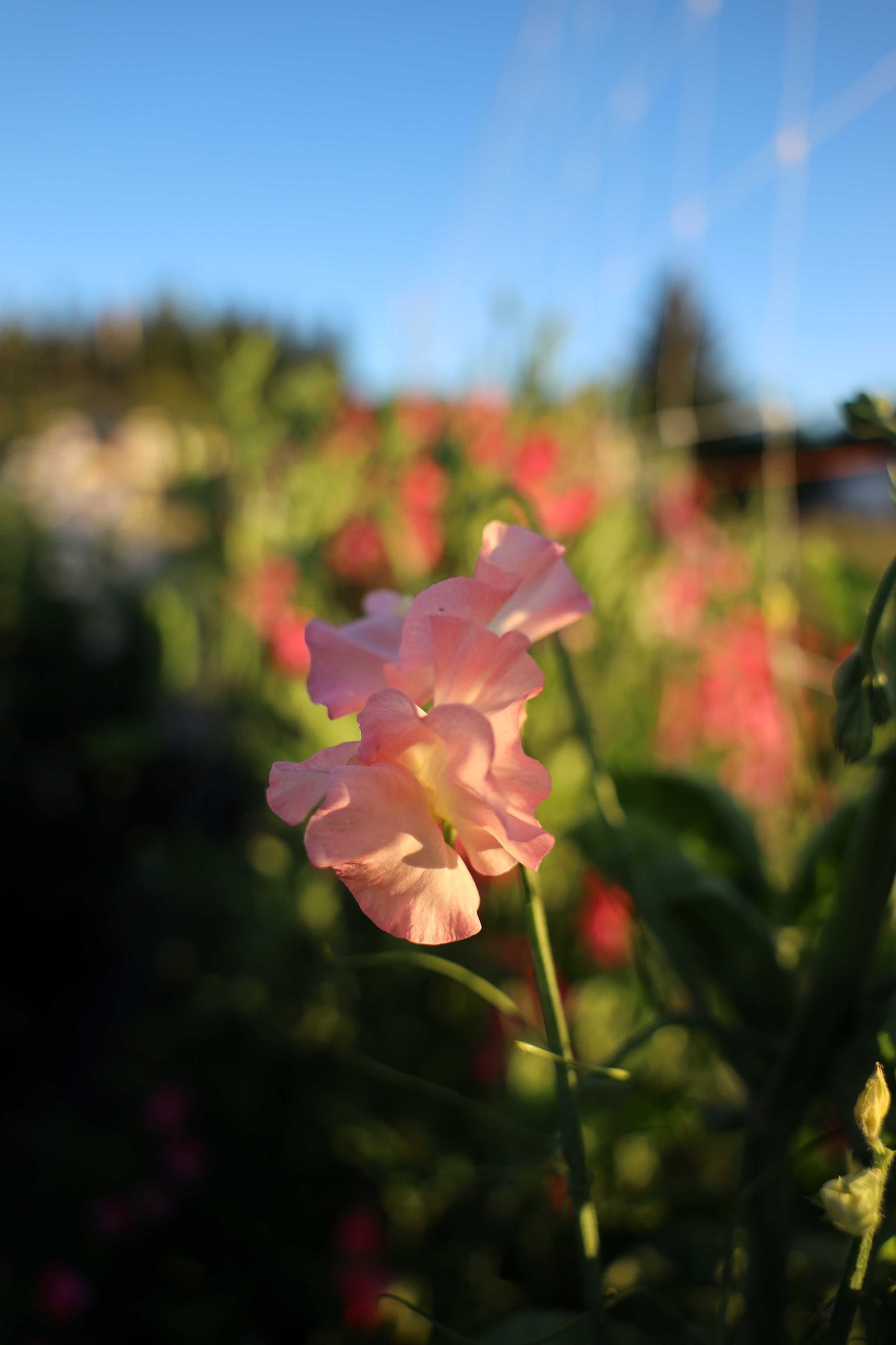 Sweet Pea 'Gilly Norah'