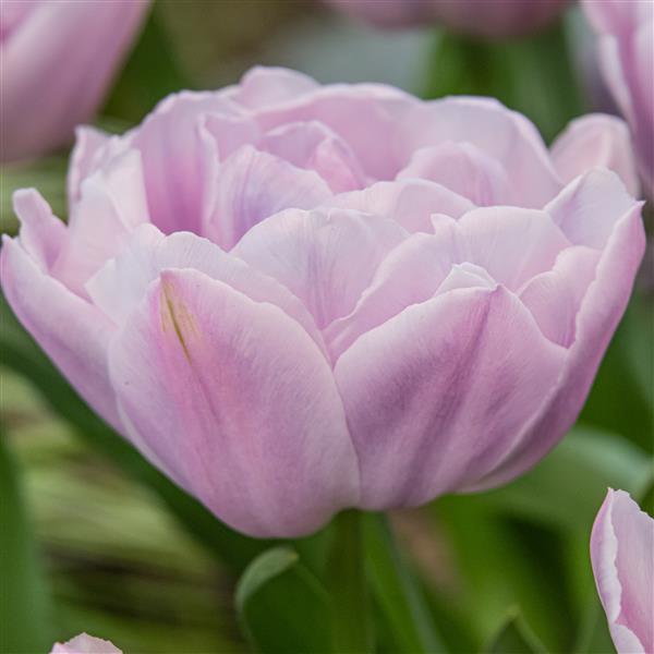 Katinka Tulip - 10 Bulbs