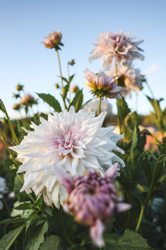 Shiloh Noelle Dahlia