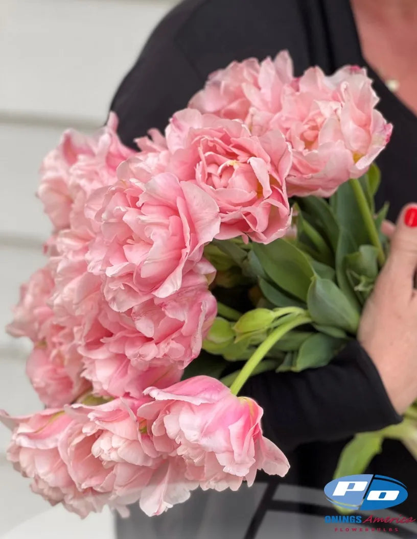 Dreamer Tulip - 10 Bulbs