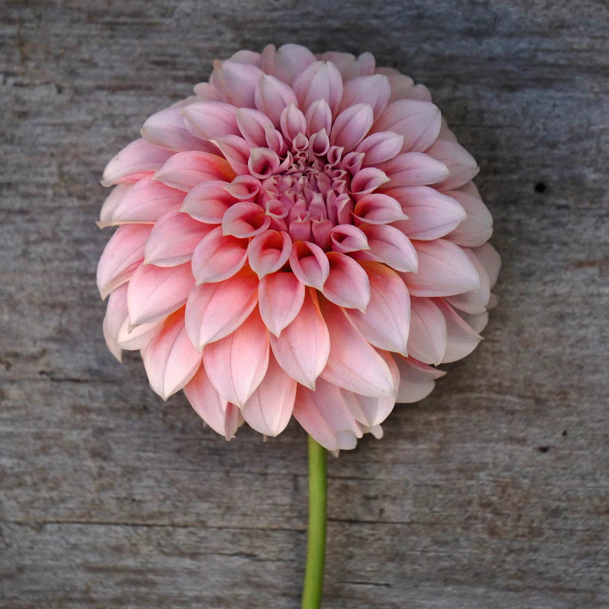 Peach Dahlias - Pre-Framed Kit - DQK9.004