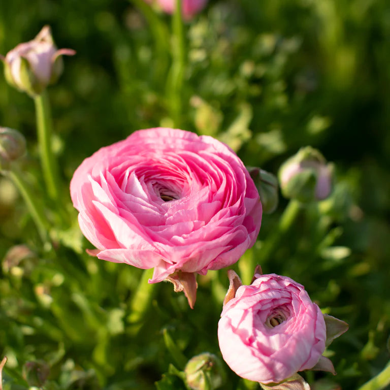 Ranunculus Half Clone Juliette - 15 corms