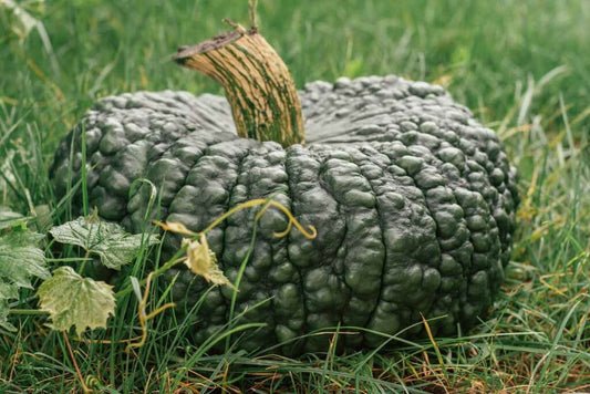 Pumpkin 'Marina di Chioggia'