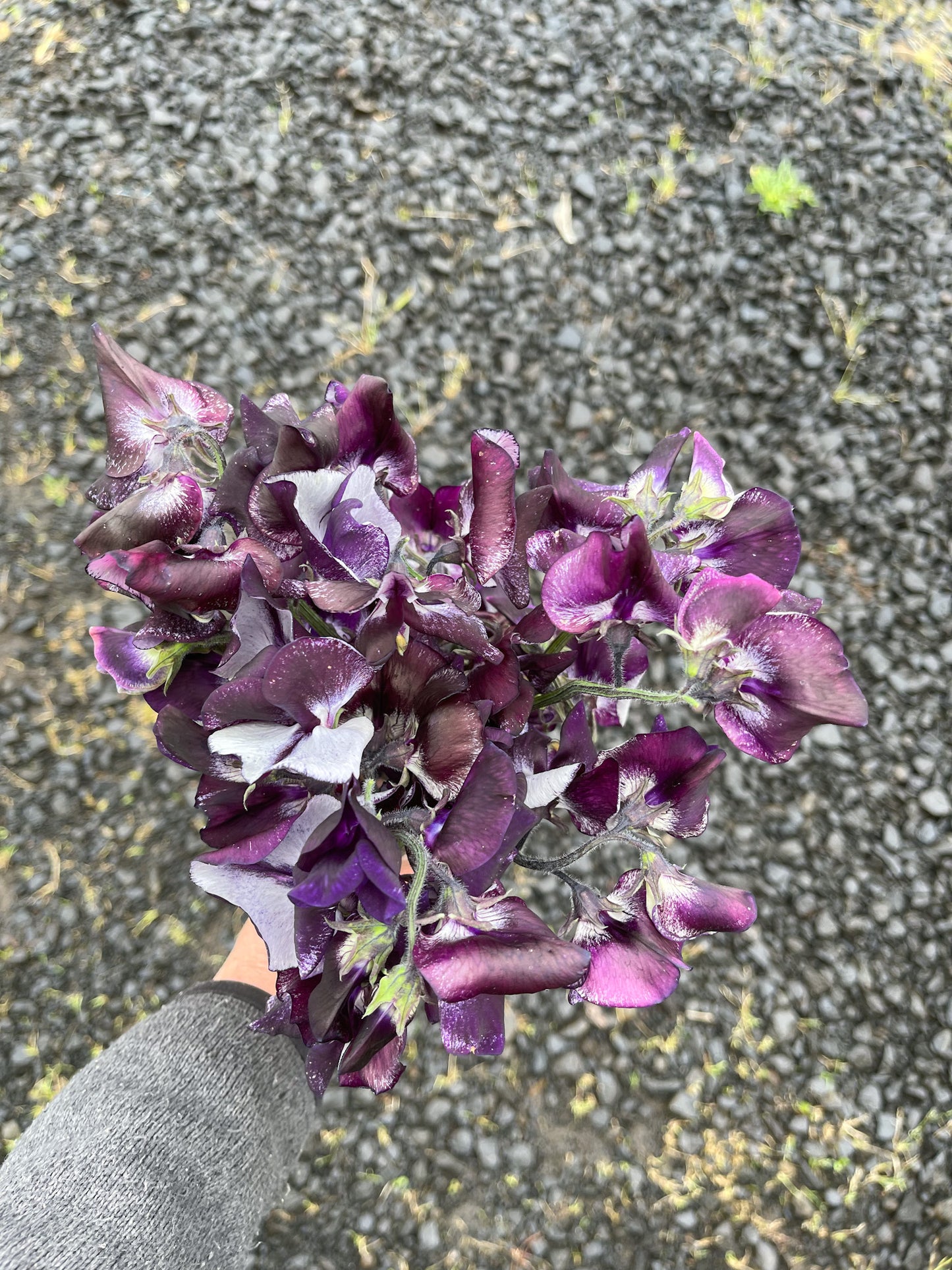 Sweet Pea 'Nimbus'