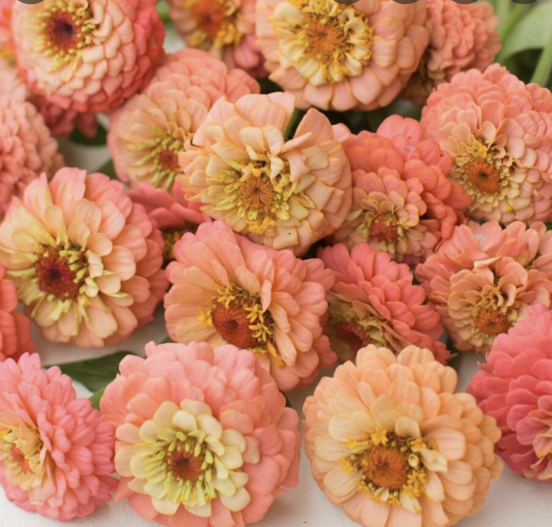 Zinnia 'Oklahoma Salmon'