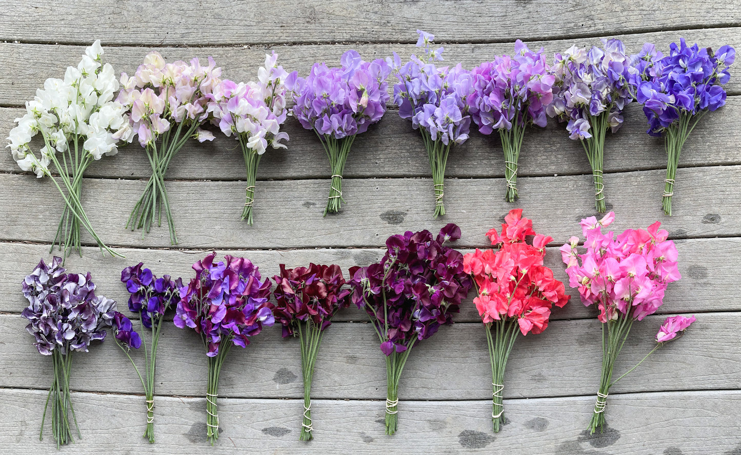 Sweet Pea 'Rainbow Mix'