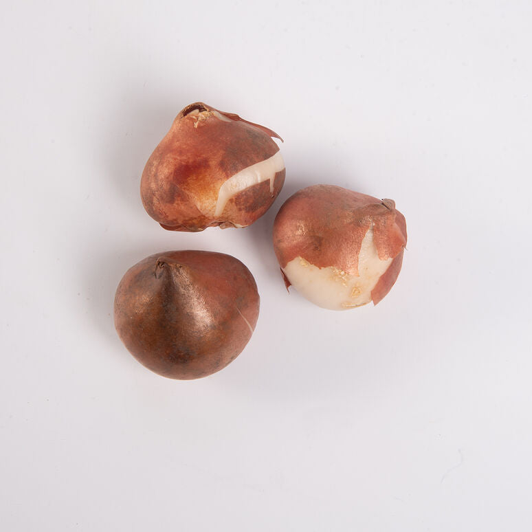 Copper Image Tulip - 10 Bulbs