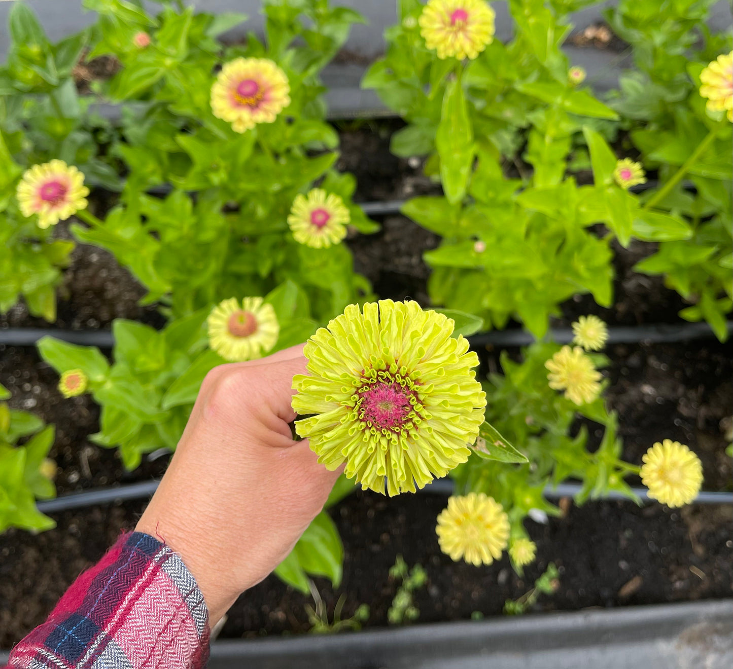 Zinnia 'Queeny Lime with Blush'