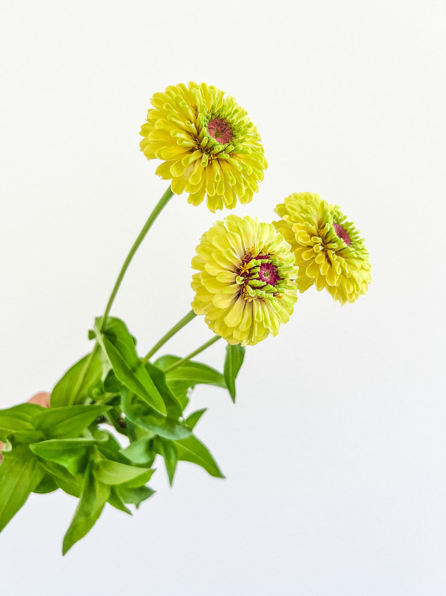 Zinnia 'Queeny Lime with Blush'