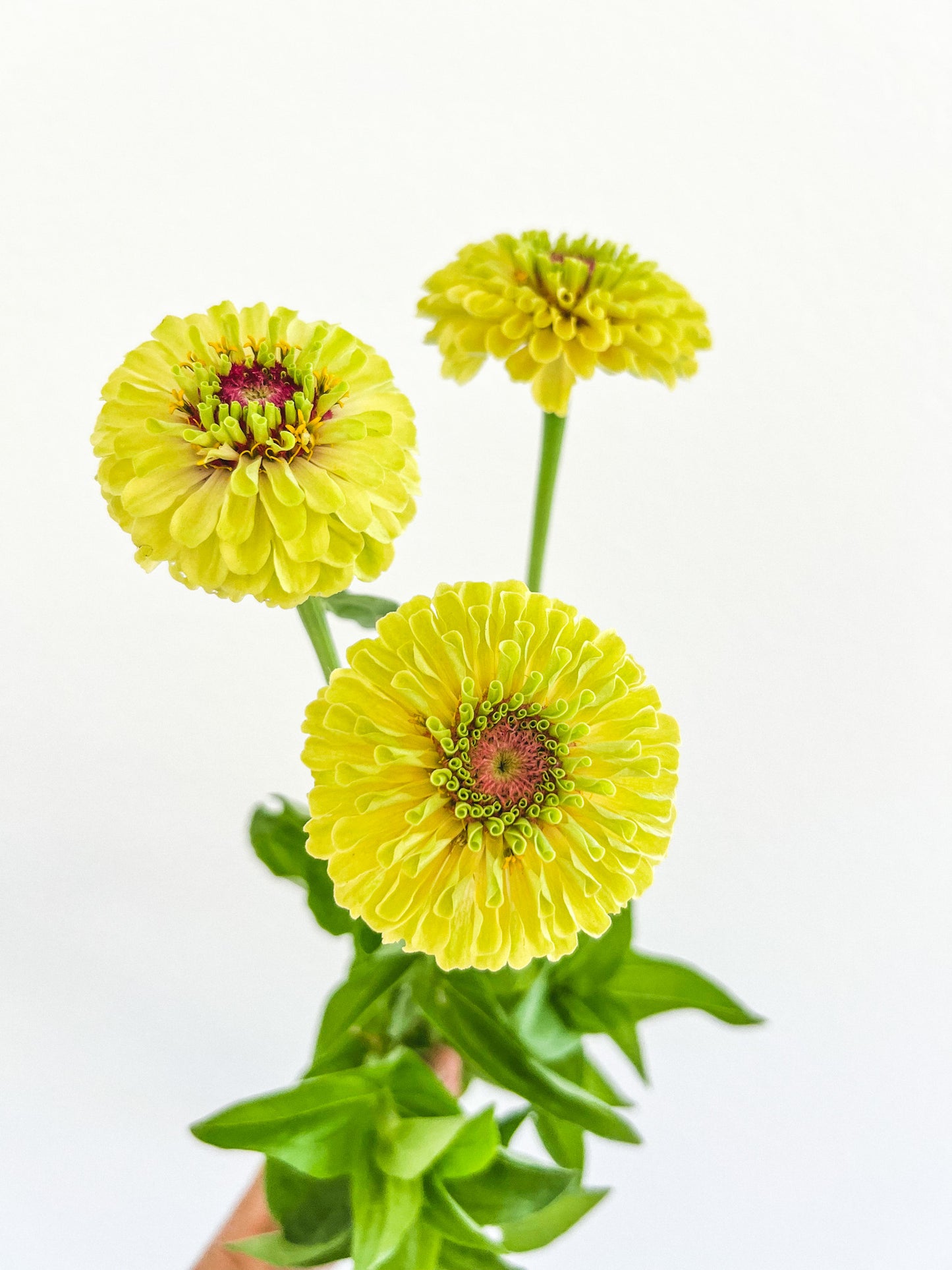 Zinnia 'Queeny Lime with Blush'
