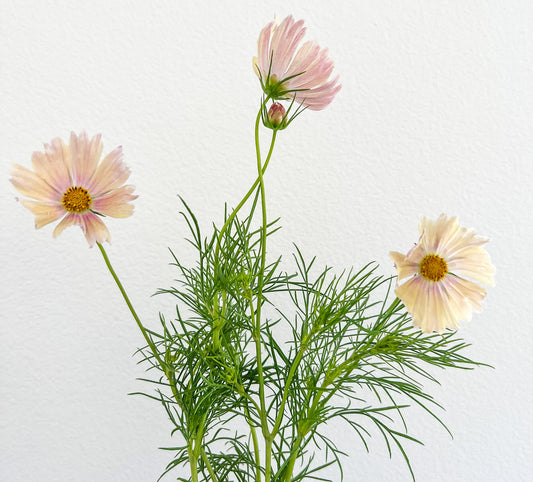 Cosmos ‘Apricot Lemonade’
