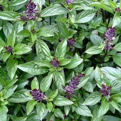 Basil 'Cinnamon'