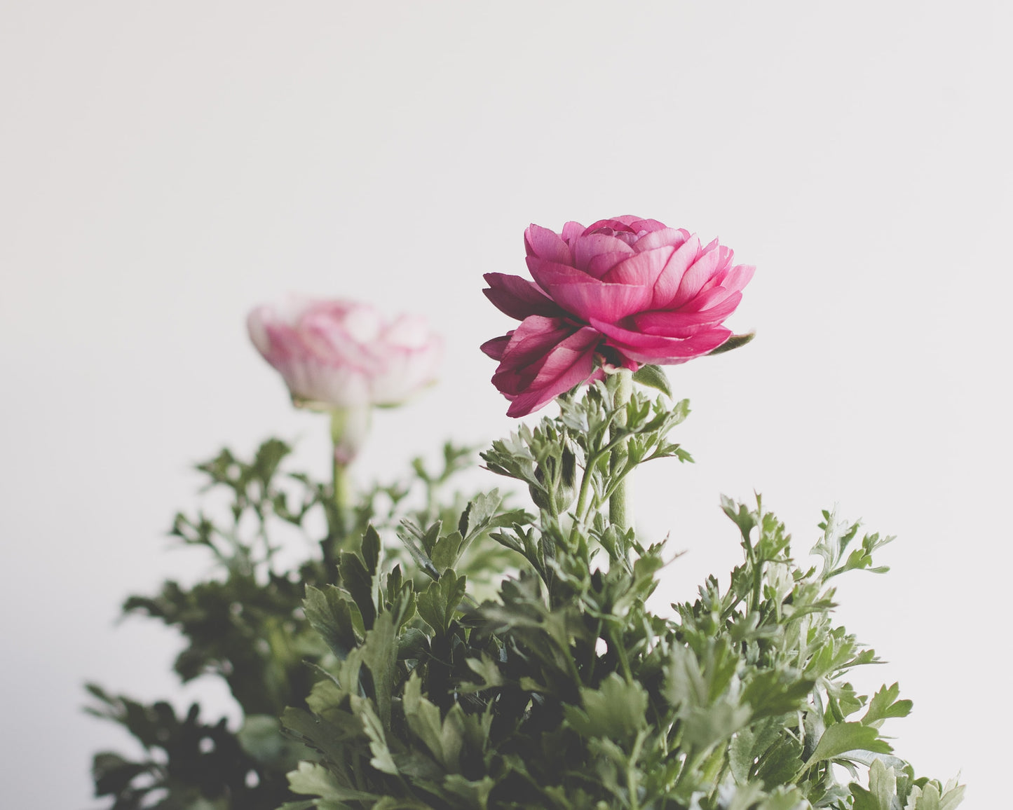 Ranunculus Half Clone Juliette - 15 corms