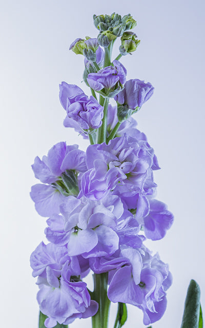 Stock ‘Iron Blue’