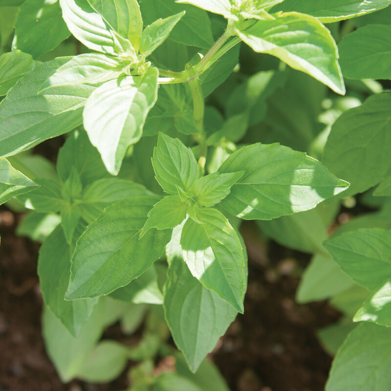 Basil 'Mrs. Burns Lemon'
