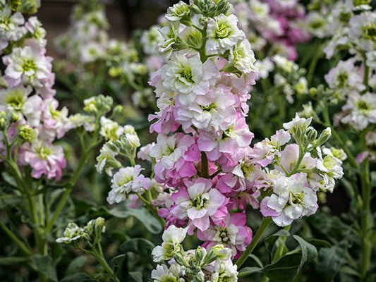 Stock ‘Antique Pink’