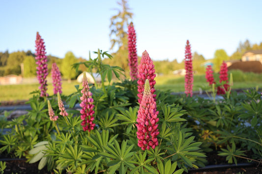 How to Grow Lupine