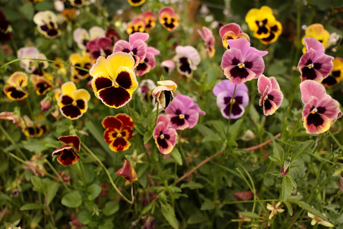 How to Grow Pansies