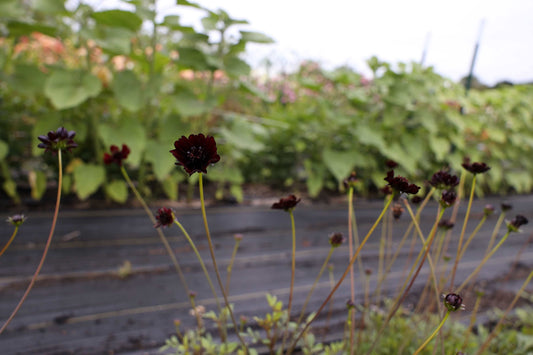 How To Grow Chocolate Cosmos