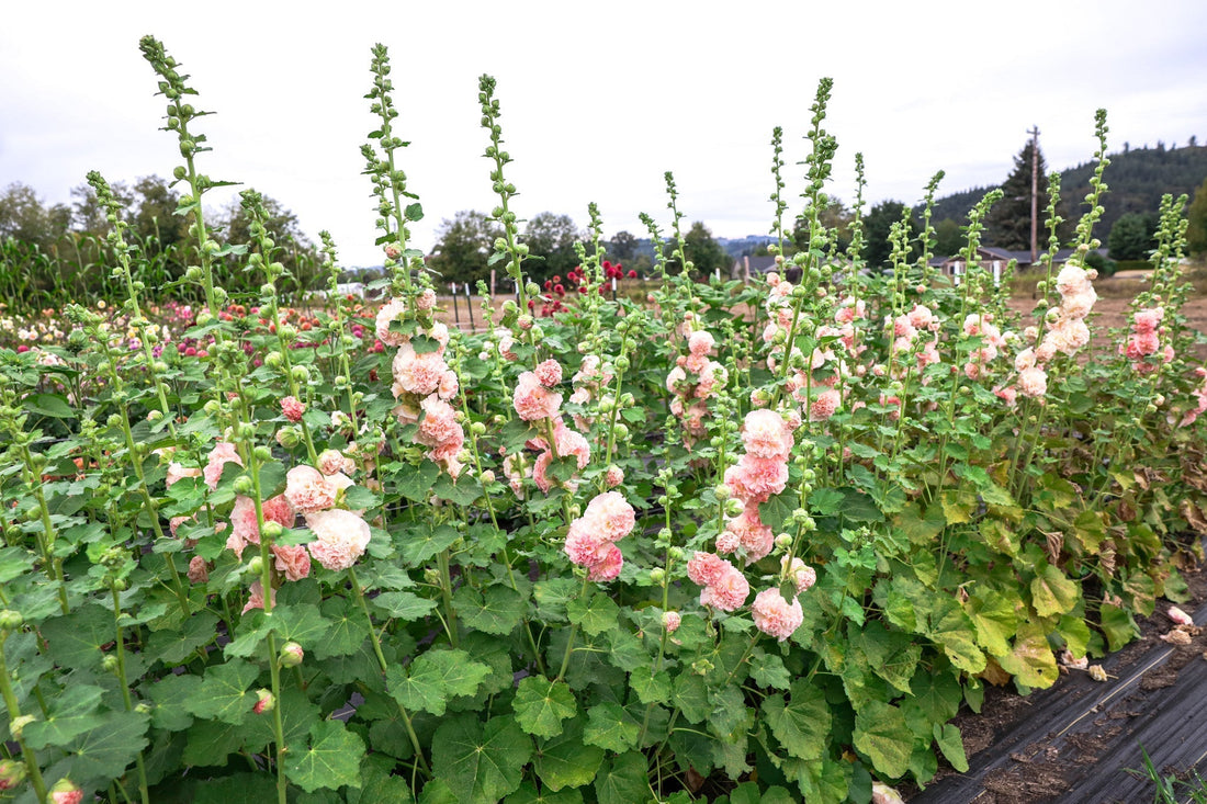 How to grow Hollyhocks