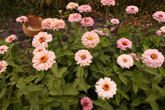 row of light pink zinnia flowers