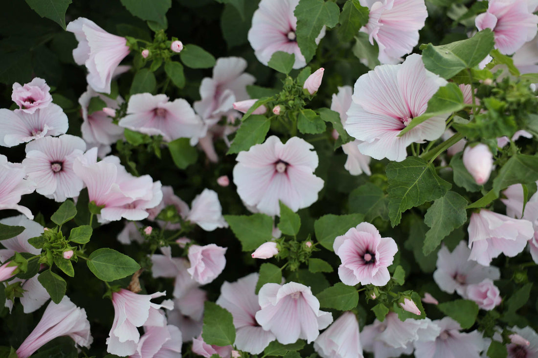 How to Grow Lavatera Pink Regis