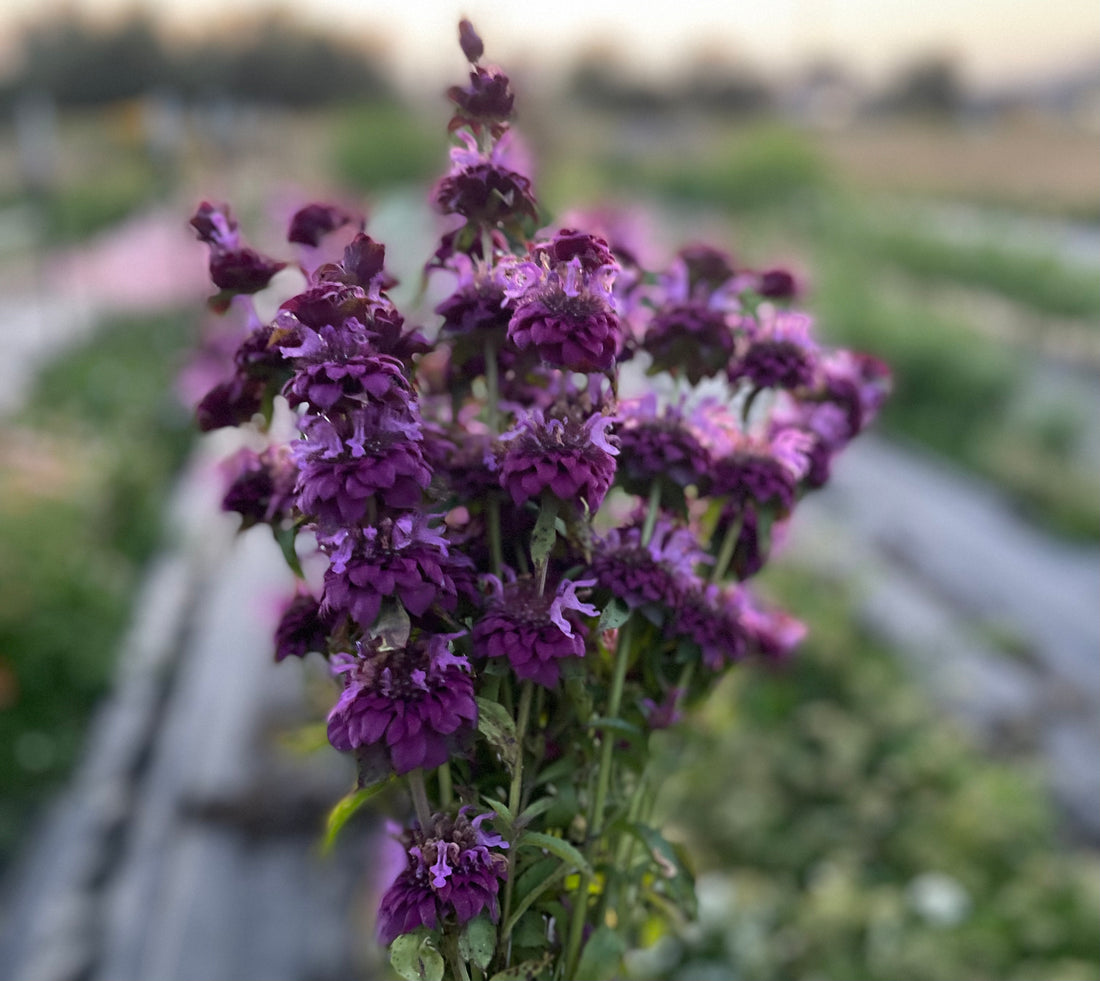 How To Grow Bee Balm