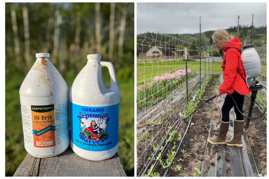 Natural Fertilizer Recipe for Healthy, Pest-Resistant Cut Flowers