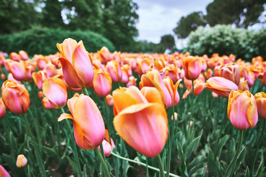 How to grow Tulips