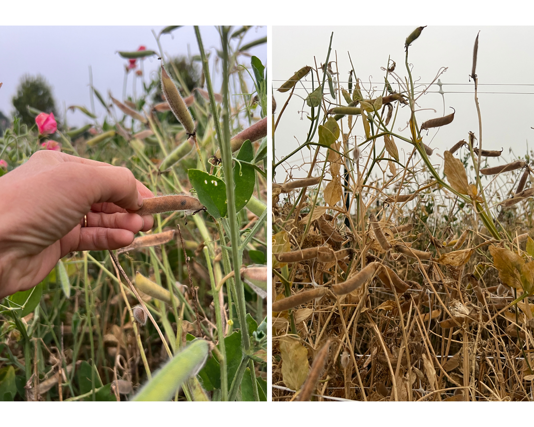 How to Save Sweet Pea Seeds (The Easy Way to Harvest + Store Them)