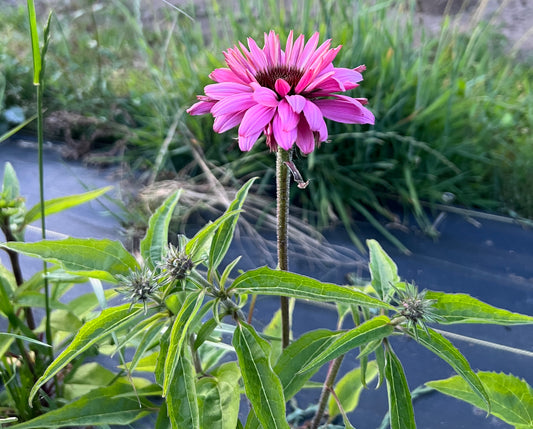 How To Grow Echinacea