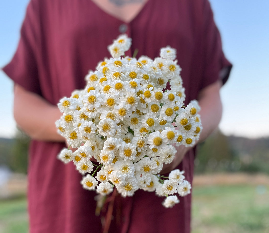 Girl in a maroon dress holding a bunch of feverfew flowers. 