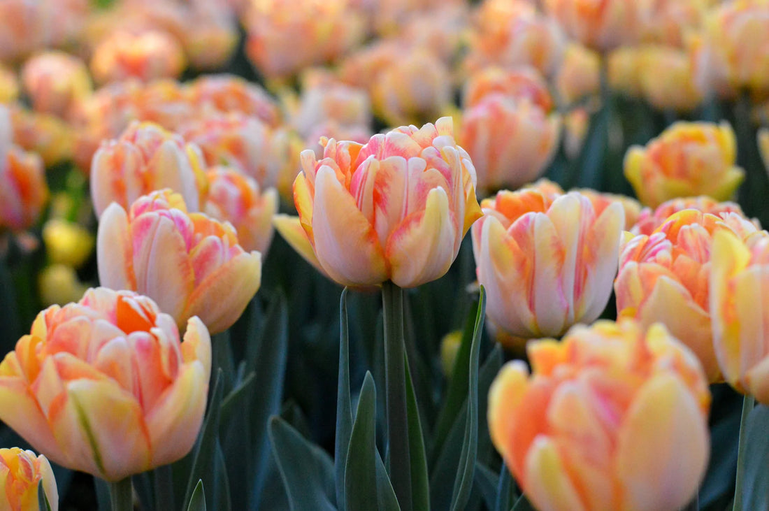 Tulip Planting tips